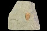 Ordovician Trilobite (Colpocoryphe?) - Zagora, Morocco #141856-1